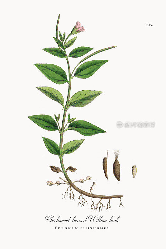 Chickweed-leved Willow-herb, alsinifolium，维多利亚植物学插图，1863年